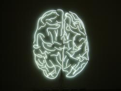 cerveau